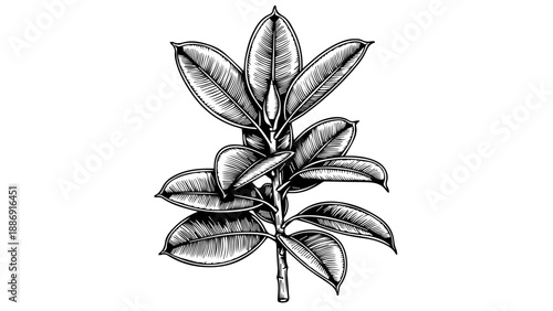 Black and white illustration of a botanical branch with elongated oval leaves