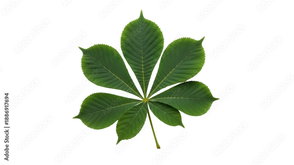 Obraz premium Isolated Green Horse Chestnut Leaf, Nature's Beauty, Botanical Elegance for Design Projects