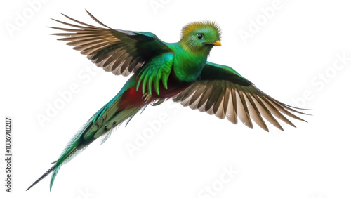 Canvas Print Isolated Resplendent Quetzal in Flight with Wings Extended, Magnificent Green Bi