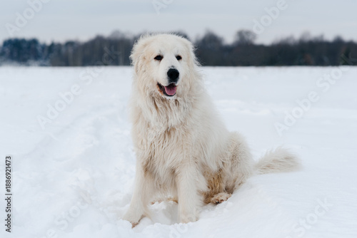 Fotografie large white pyrenean mountain dog in winter field on white snow, huge dog sittin