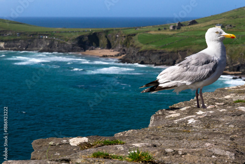 Seagull on a rock 5