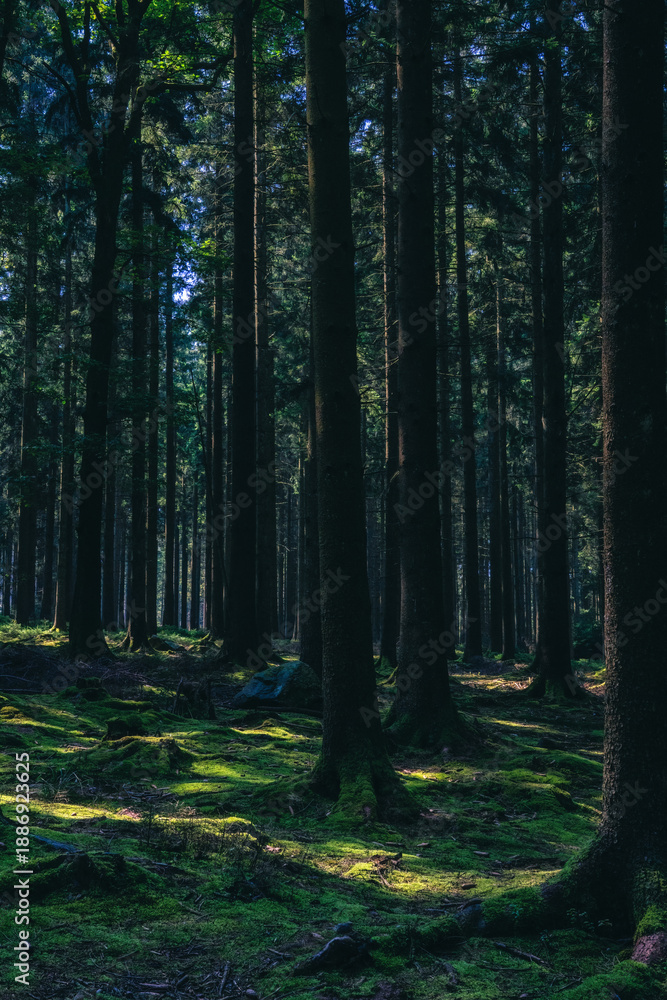 Obraz premium Green mossy forest floor with trees.