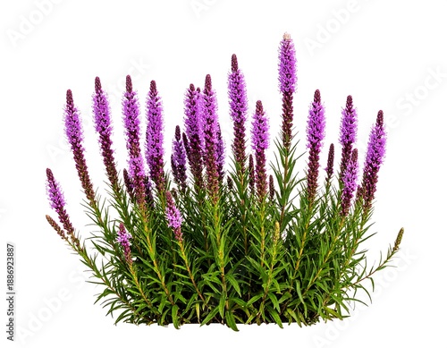 Vibrant Purple Liatris Spicata Flowers Isolated on White Background.