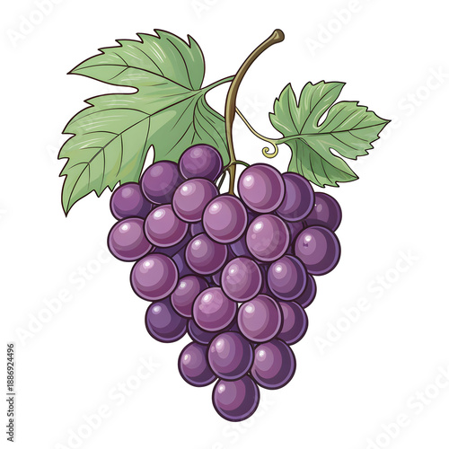 grapes fruit icon vector illustration on white background