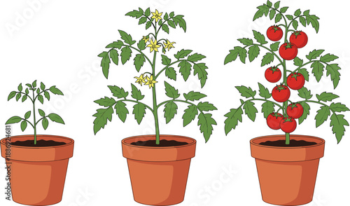 A vibrant green plant with lush leaves grows in a terracotta flower pot filled with soil, symbolizing spring growth and nature isolated on white