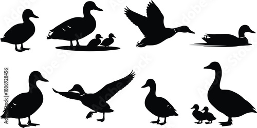 Black and white duck and goose silhouette set showing flying, standing, swimming poses for wildlife, nature, and waterfowl design