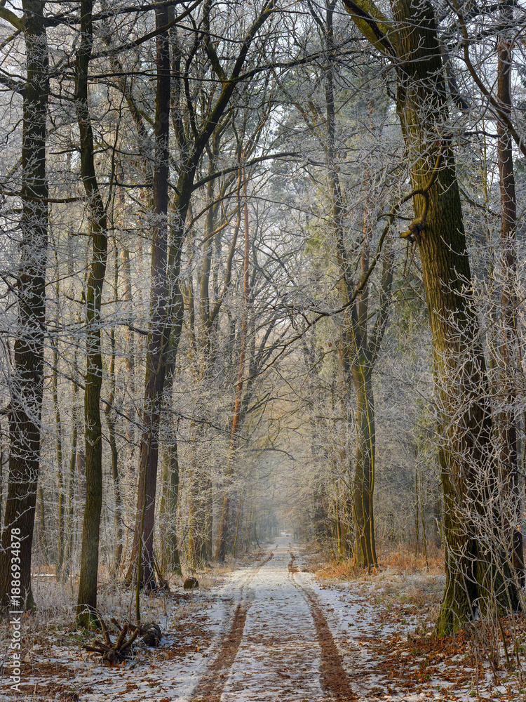 Fototapeta premium Winter forest covered with frost, forest landscape