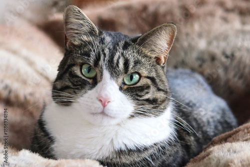 A brown tabby and white short haired domestic pet cat with direct eye contact