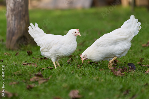 Billede på lærred Two white chickens freely roam a vibrant green lawn, one standing alert while the other forages among fallen leaves