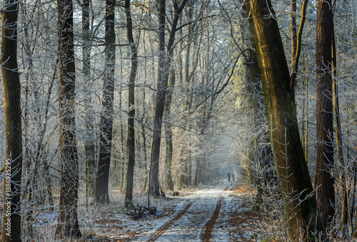 Winter forest covered with frost, forest landscape