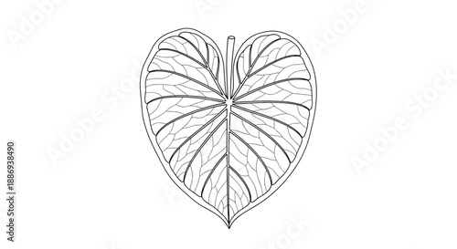 Detailed black and white line art illustration of a large tropical taro leaf, showing intricate veins with dot work shading.