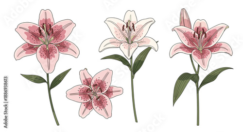 Beautiful collection of hand-drawn pink lily flowers and stems, showcasing various angles and stages of bloom for botanical designs.