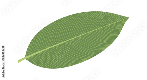 Single elegant green leaf with intricate, wavy vein patterns creating a textured look, isolated on a clean white background.