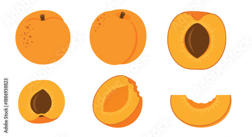 Vector collection of fresh apricot fruit illustrations, showing the whole fruit, halves with pits, slices, and a bitten piece.