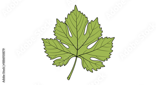 Detailed illustration of a single vibrant green grape leaf with characteristic lobes and veins, isolated on a white background.