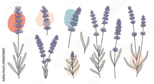 A beautiful collection of hand-drawn lavender flowers and stems, accented with abstract pastel color shapes for a modern look.