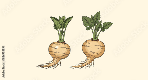 Hand-drawn vintage-style illustration of two whole parsnips with their green leafy tops, isolated on a light background.