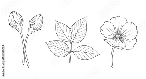 Botanical line art set of wild rose elements, including a fully bloomed flower, two closed buds, and a sprig of leaves.