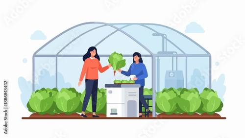 Two women harvesting lettuce inside a greenhouse with crops growing