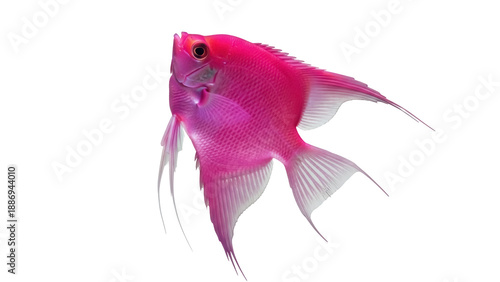 Canvas Print Isolated Pink Angelfish Swimming Gracefully Underwater with Long Fin Extensions