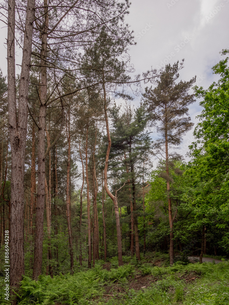 Obraz premium Lovely woodland walks at Delamere forrest, Delamere, cheshire, UK