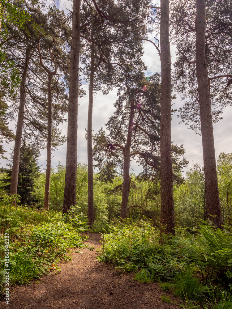 Obraz premium Lovely woodland walks at Delamere forrest, Delamere, cheshire, UK