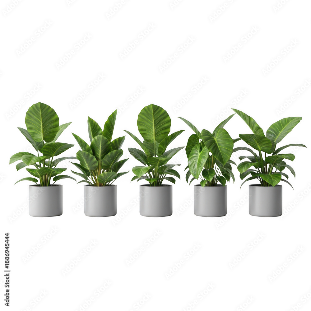 Fototapeta premium Five potted plants, isolated on transparent background