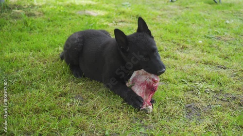 puppy gnawing bone in grass, black shepherd dog gnawing large bone lying on grass