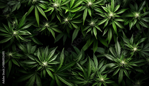 Dense pattern of green cannabis leaves on a dark background