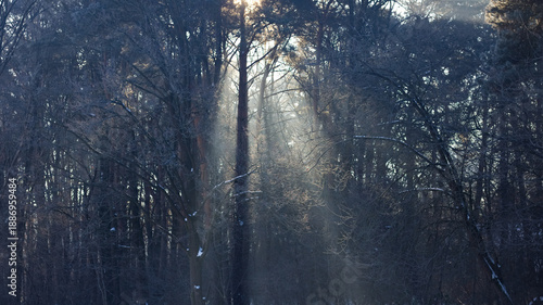 Winter landscape, fog in the forest. frosted, snowy trees in the forest