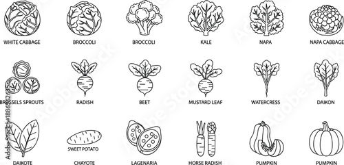 Professional line icon set of fresh vegetables featuring cabbage, broccoli, kale, napa, radish, beet, pumpkin, sweet potato, and organic produce
