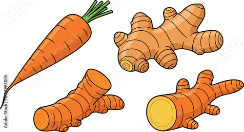 Vector illustration set of healthy root vegetables including orange carrot, fresh ginger root, and turmeric isolated on white.