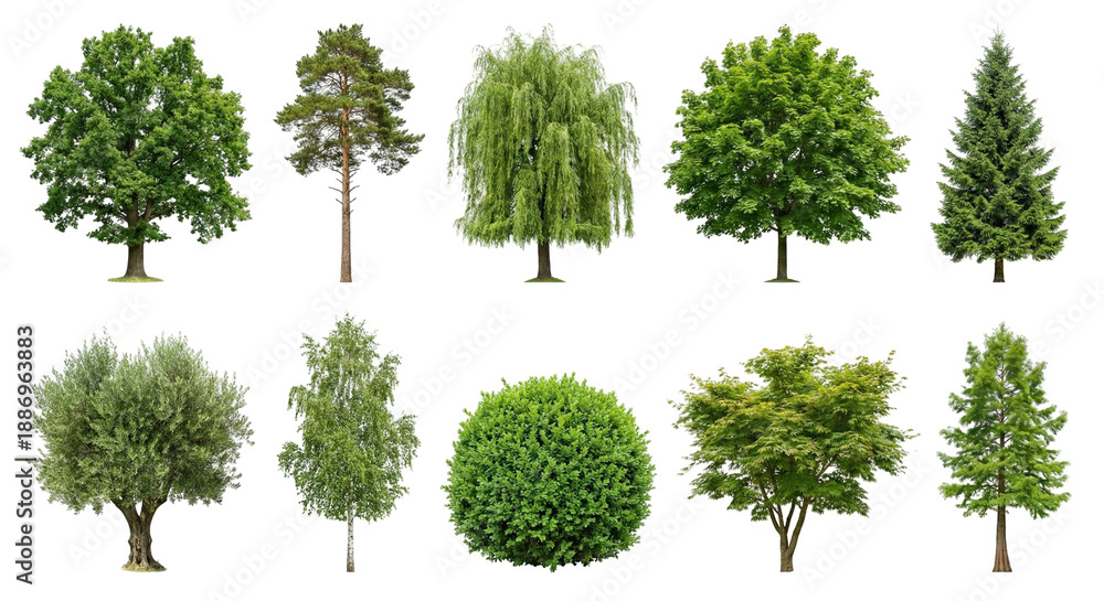 Fototapeta premium Diverse collection of green trees and a bush, featuring mature oak, weeping willow, pine, maple, olive, birch, spruce, boxwood, cypress, and Japanese maple varieties with fresh foliage, ideal as natur
