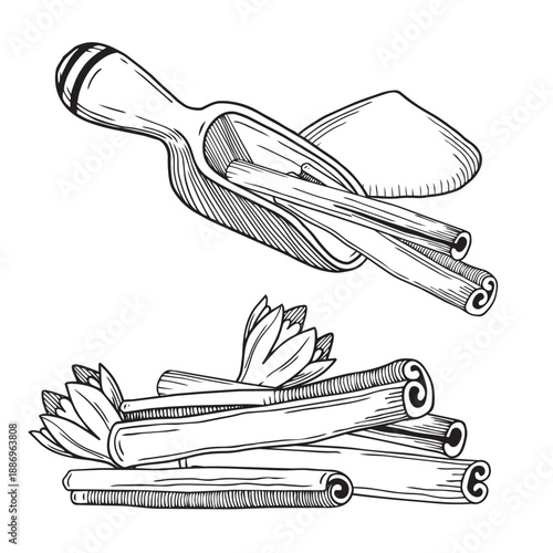 Hand-drawn graphic illustrations of cinnamon sticks, flower and ground cinnamon powder and measuring spices spoon, detailed sketch