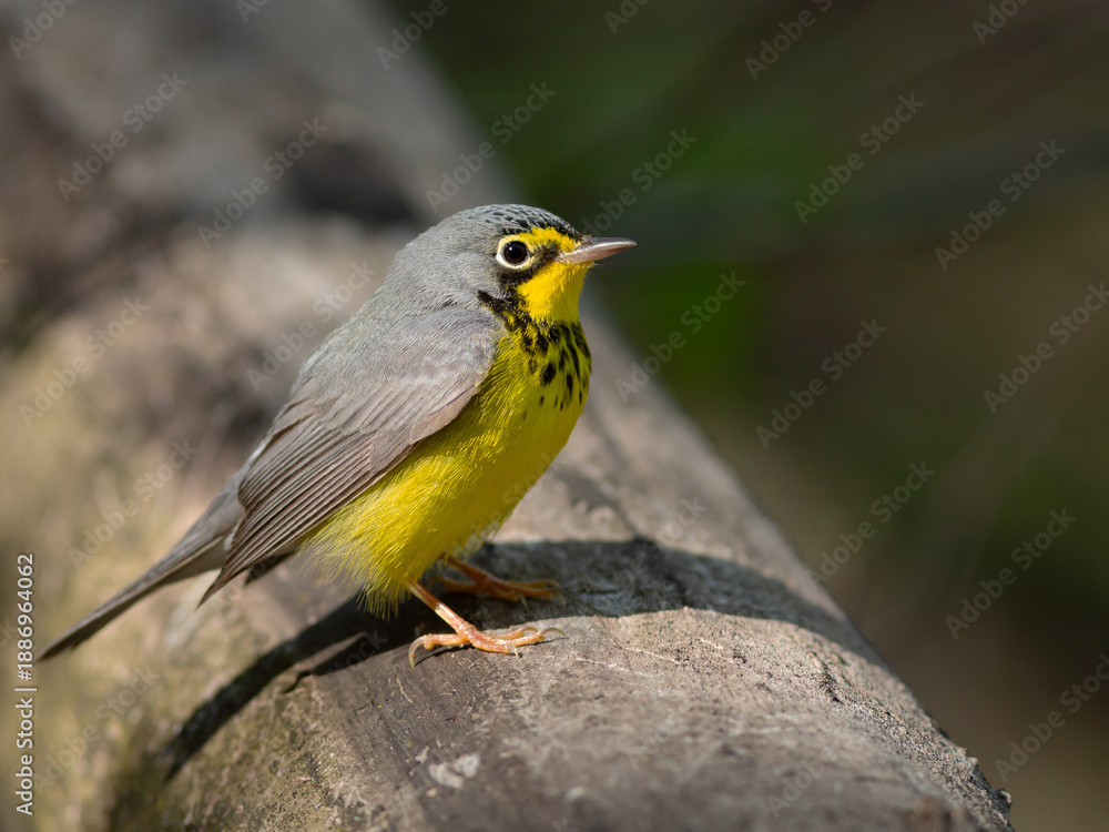 Obraz premium Male Canada warbler showing during spring migration