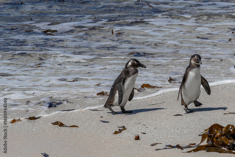 Fototapeta premium Two African penguins walking on a sandy beach with ocean waves gently washing ashore. Wildlife conservation and natural habitat concept.