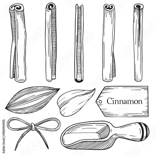 Hand-drawn graphic illustrations of cinnamon sticks, leaves, bow and measuring wooden spices spoon, detailed graphic sketch
