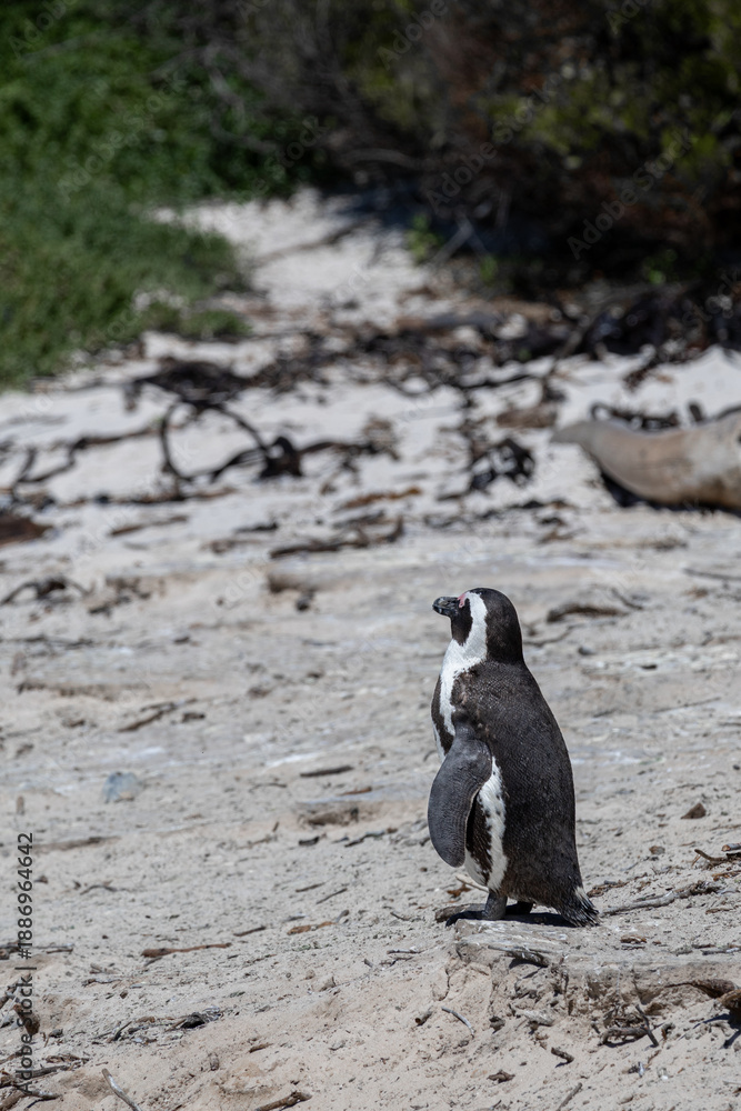 Fototapeta premium African penguin standing on sandy beach at Boulders Beach wildlife preserve. Wild animal, nature and endangered species concept.