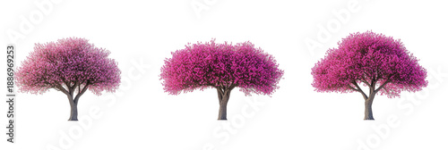 Three pink blooming trees isolated on black