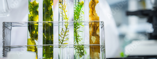 Photos Laboratory experiment with algae samples for bioenergy and renewable fuel resear