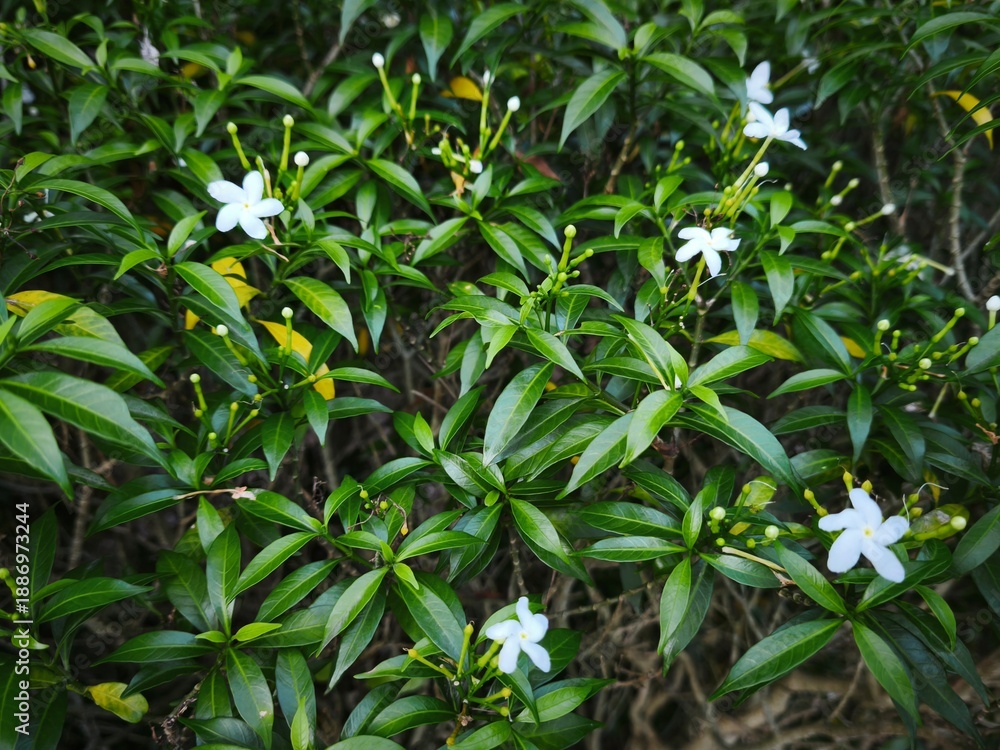 Fototapeta premium Bright white star-shaped flowers standing out against a backdrop of deep green leaves. The natural lighting highlights the texture of the foliage and the purity of the blossoms in the garden.