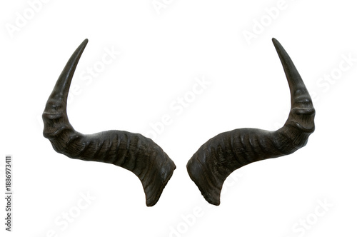 horns antelope (alcelaphus buselaphus) isolated on white background