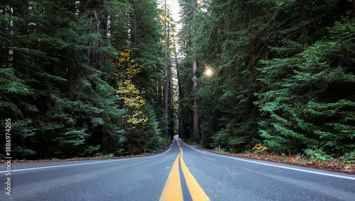 View of a long, straight asphalt road cutting through a dense forest of towering green trees, with sunlight filtering through the canopy, Miranda, California, United States.
