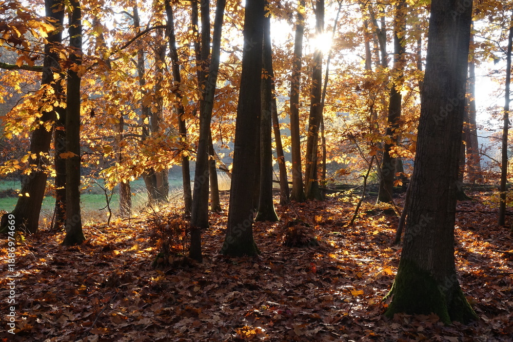 Obraz premium Herbstwald mit Sonne