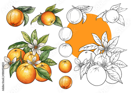 Orange branch set botanical illustration with citrus fruit blossom leaves hand drawn motifs for decoration design, kitchen gardening culinary themes organic ingredient, classic motif vector style.