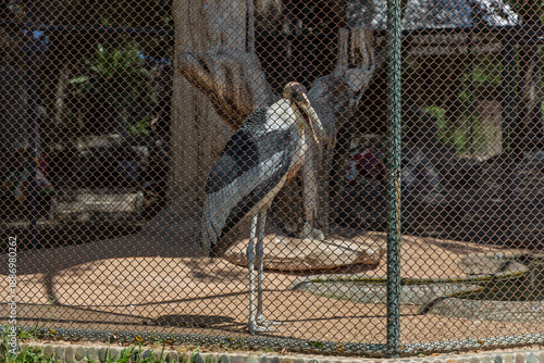 African marabou stork standing in enclosure at The Million Years Stone Park Pattaya Thailand, viewed through mesh fence