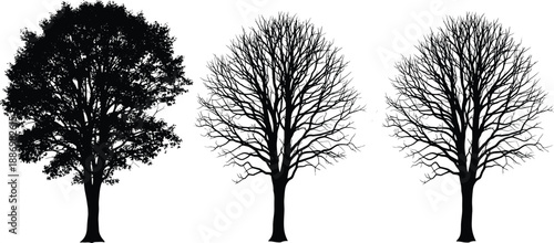 Silhouette of deciduous trees in seasonal transition showing full foliage and bare branches, ideal for illustrating nature, ecology, and seasonal change concepts.