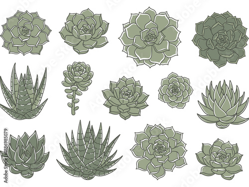 Arrangement of twelve stylized greentoned succulent plants on a white background