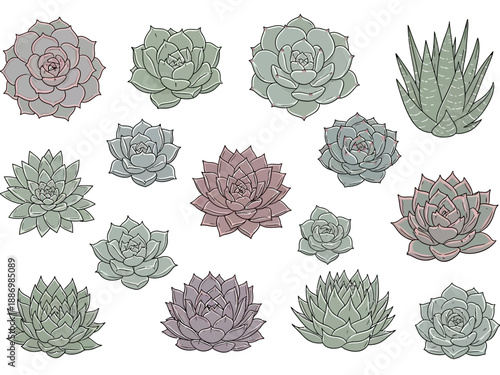 Assortment of illustrated pastelcolored succulent plants against a white background