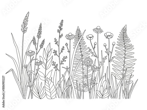 Black and white line art illustration of various meadow plants grasses and wildflowers